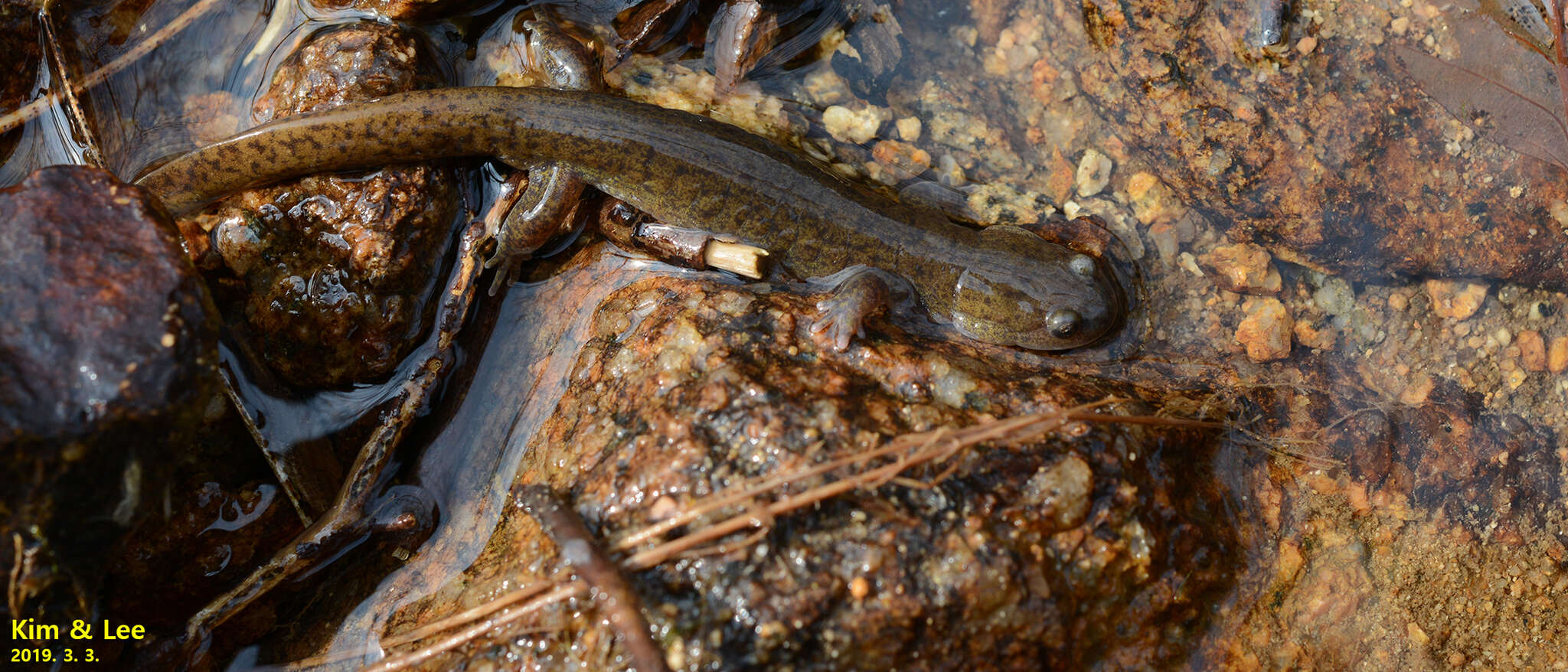 Image de Hynobius quelpaertensis Mori 1928