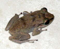 Image of Spaldings Robber Frog