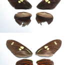 Heliconius metharme Erichson 1848的圖片