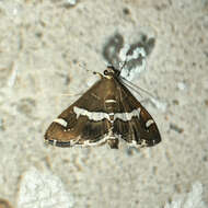 Image of Beet webworm moth