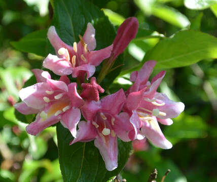 Image of weigela