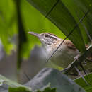 Image of Antioquia Wren