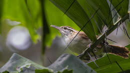 Image of Antioquia Wren