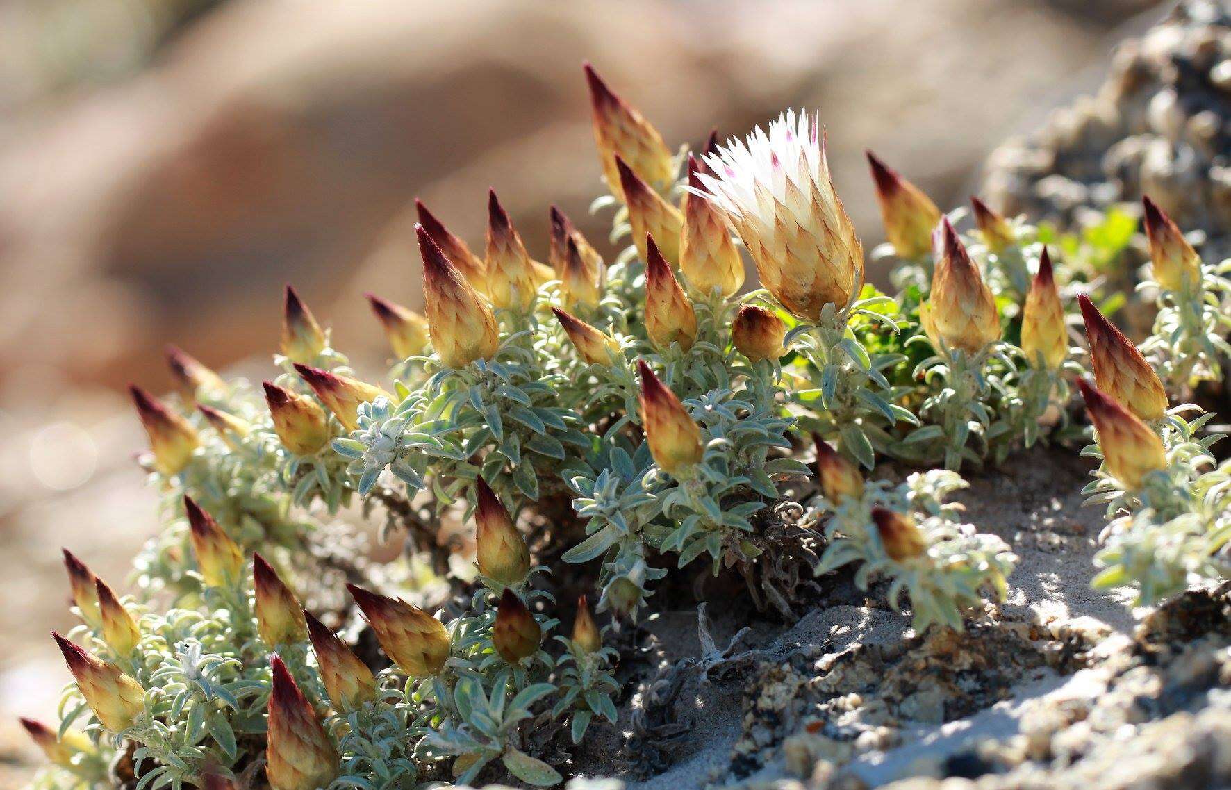 Image of Helichrysum retortum (L.) Willd.