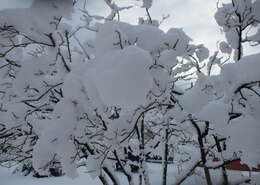 Image de Amelanchier lamarckii