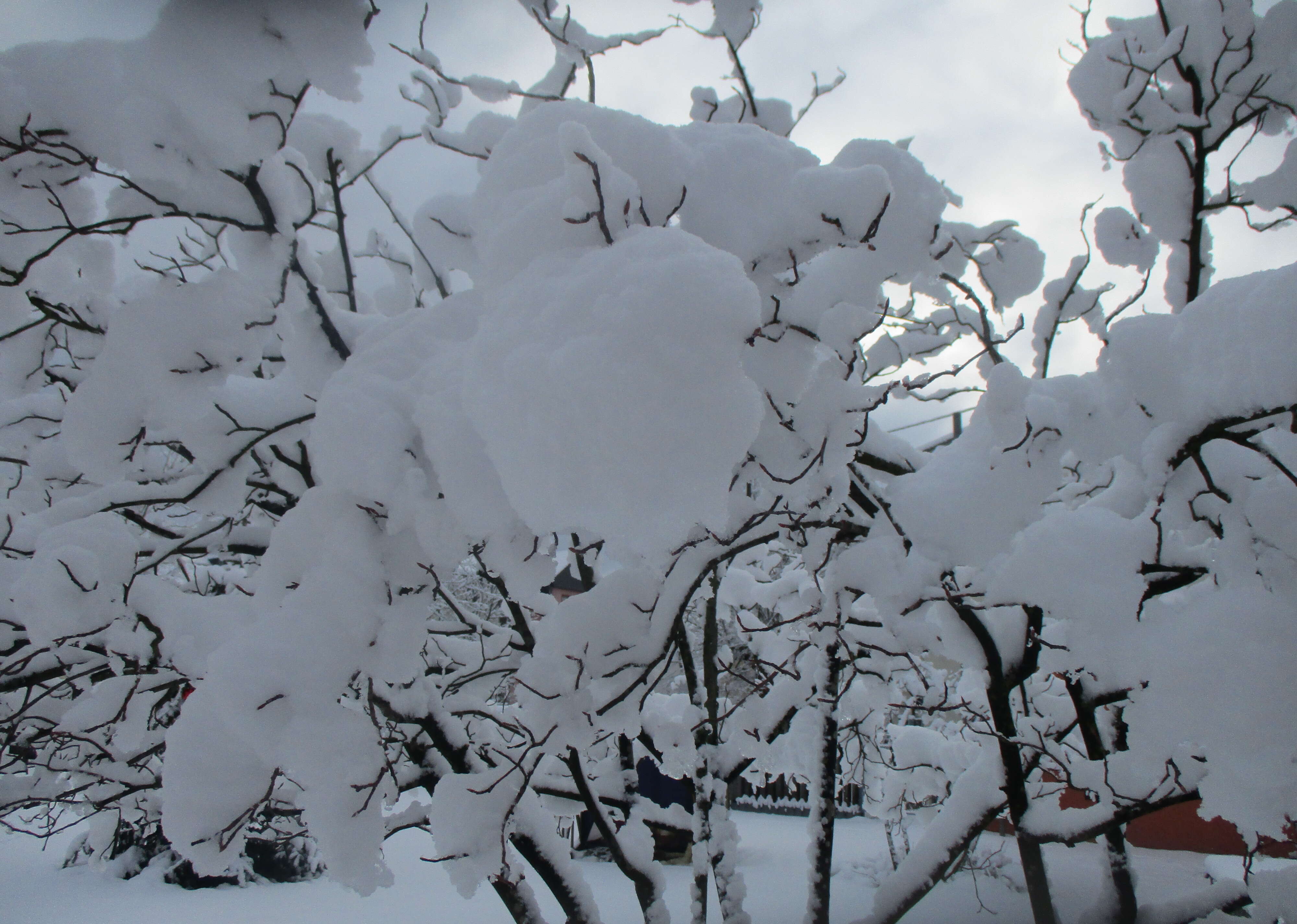 Image of Amelanchier lamarckii