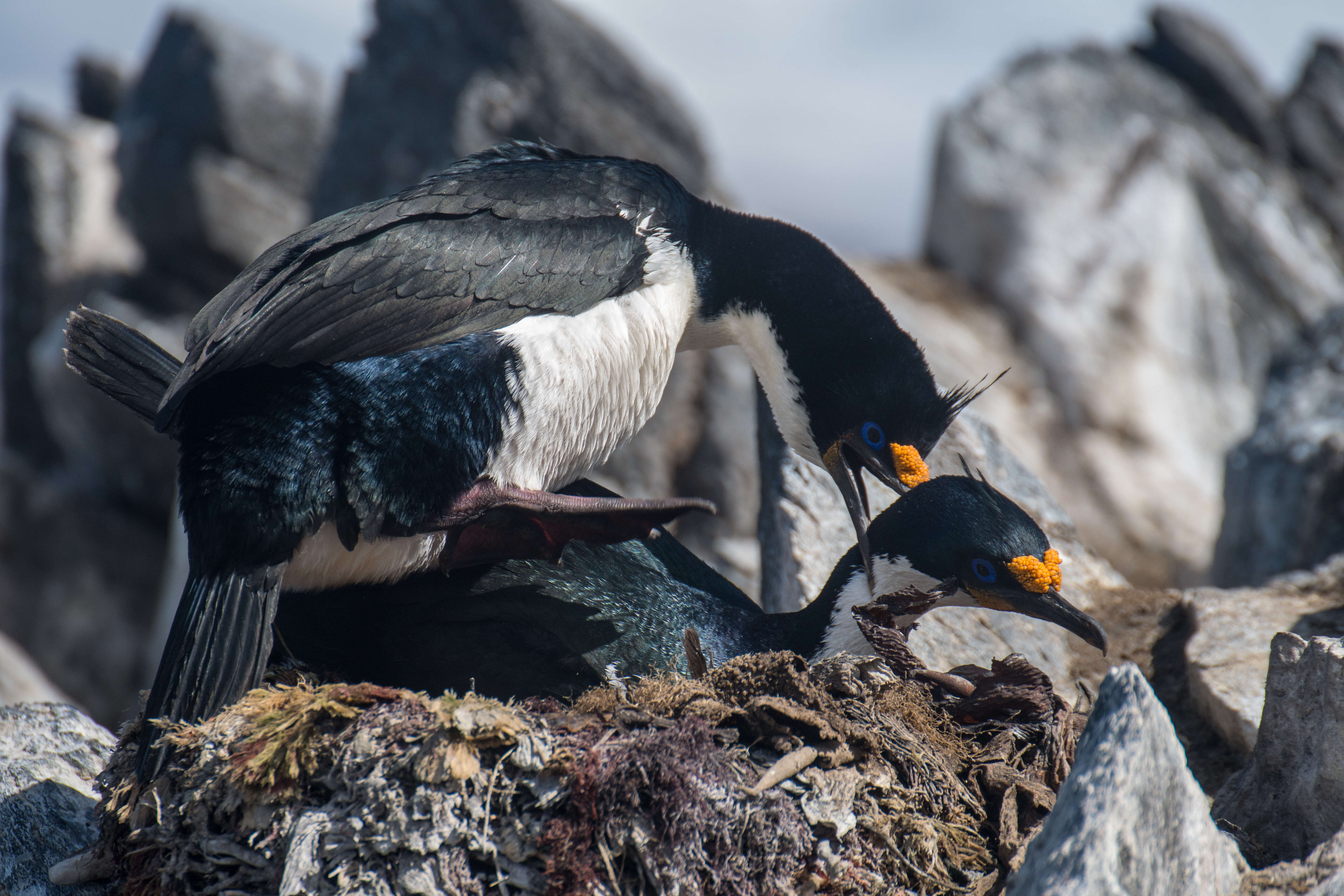 Image of Kerguelen Shag