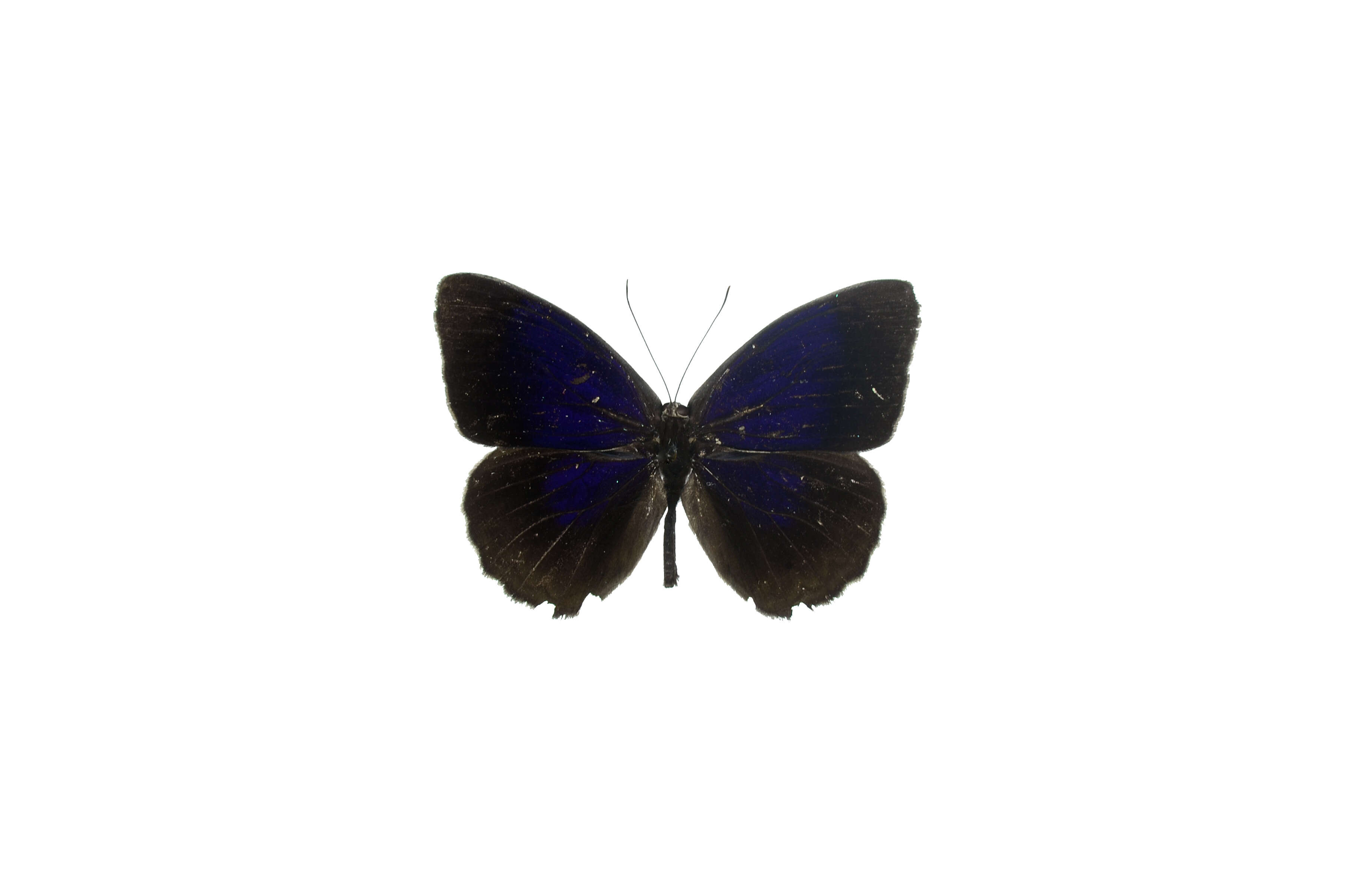Image of Purplewings