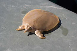 Image of Smooth Softshell Turtle