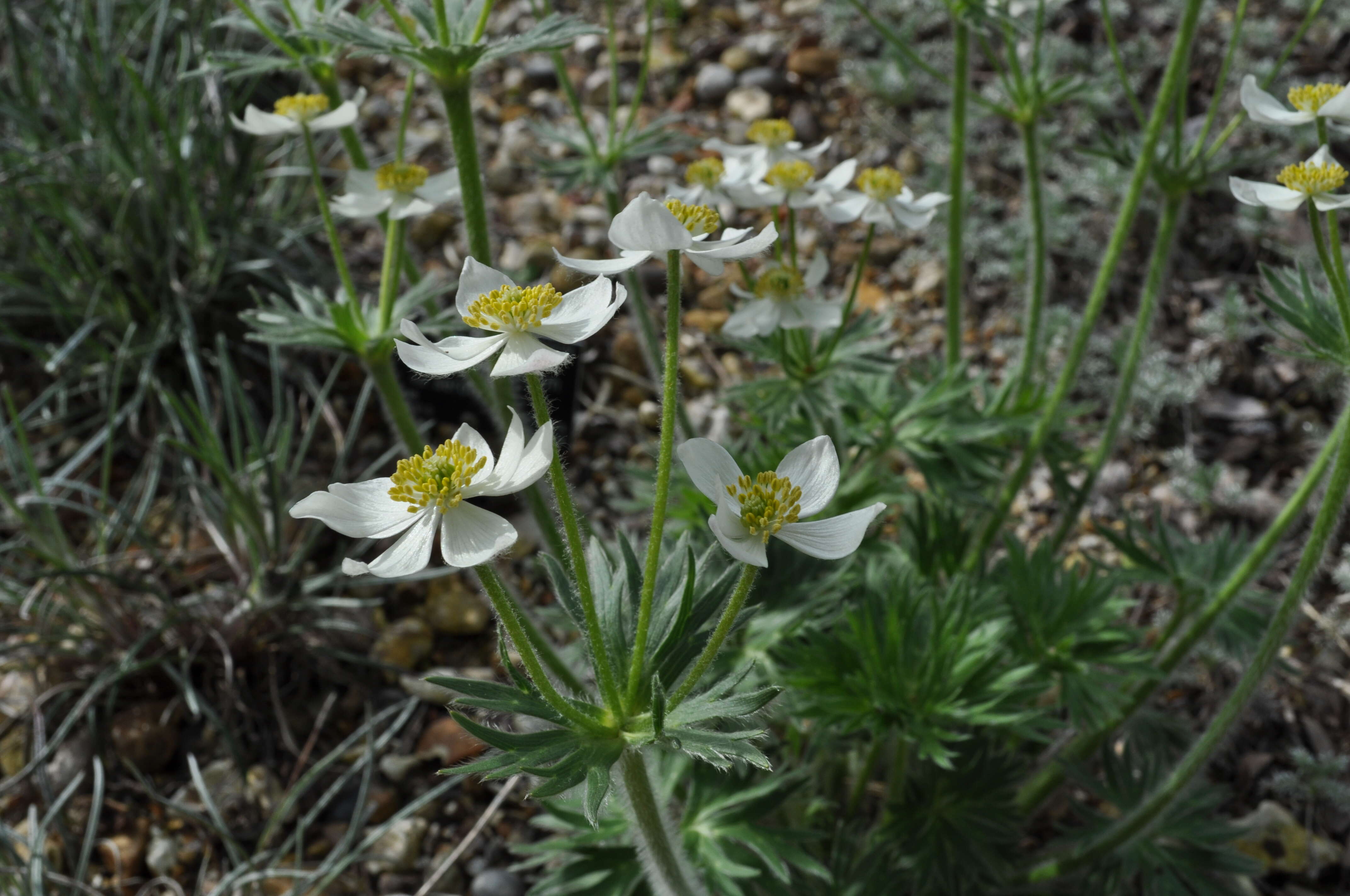 Imagem de Anemonastrum narcissiflorum subsp. narcissiflorum