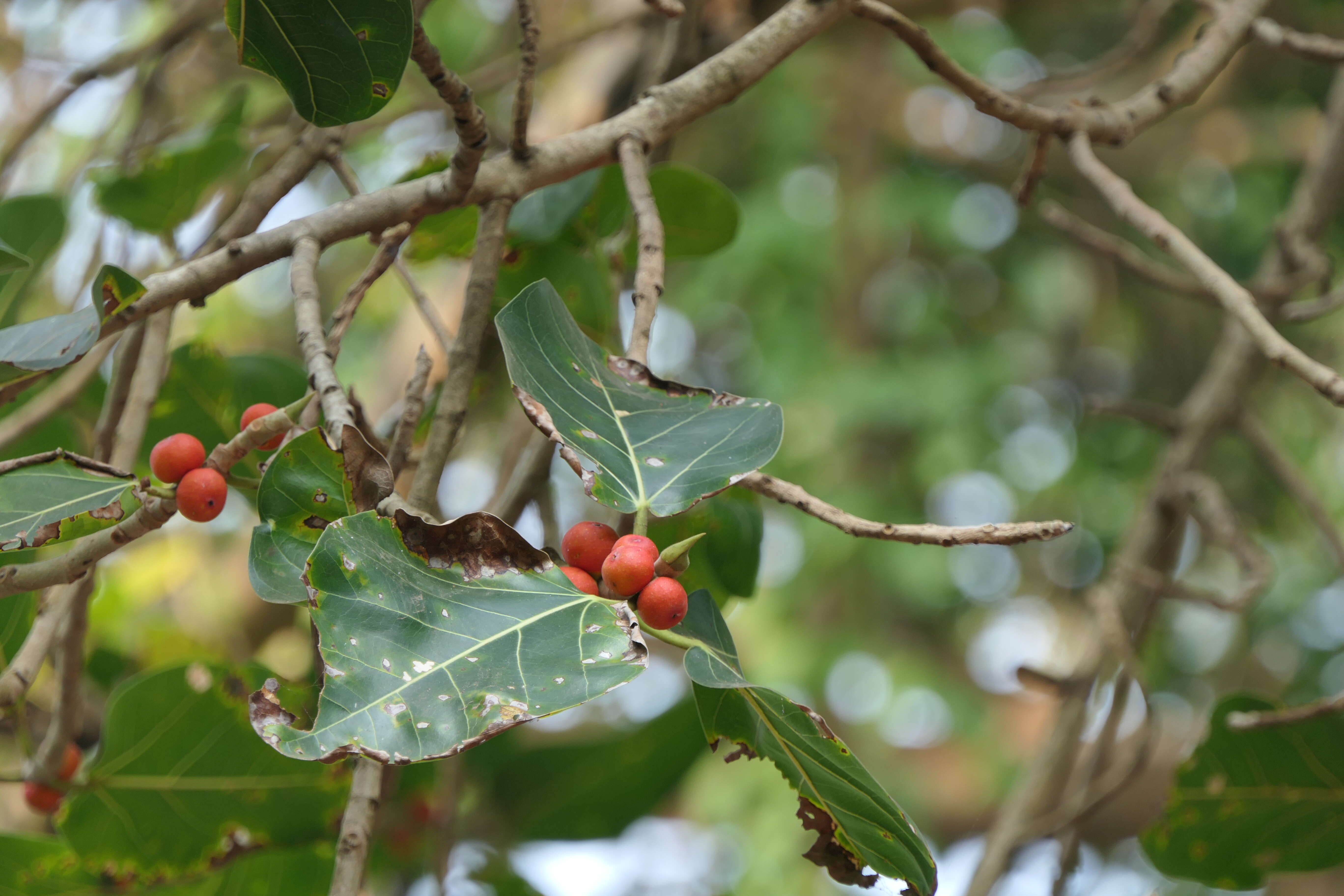 Image of Banyan