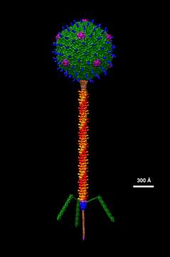 Слика од Escherichia virus T5