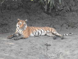 Image of Tiger