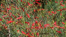 Image of Baja bush snapdragon