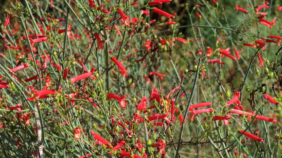 Sivun Gambelia juncea (Benth.) D. A. Sutton kuva