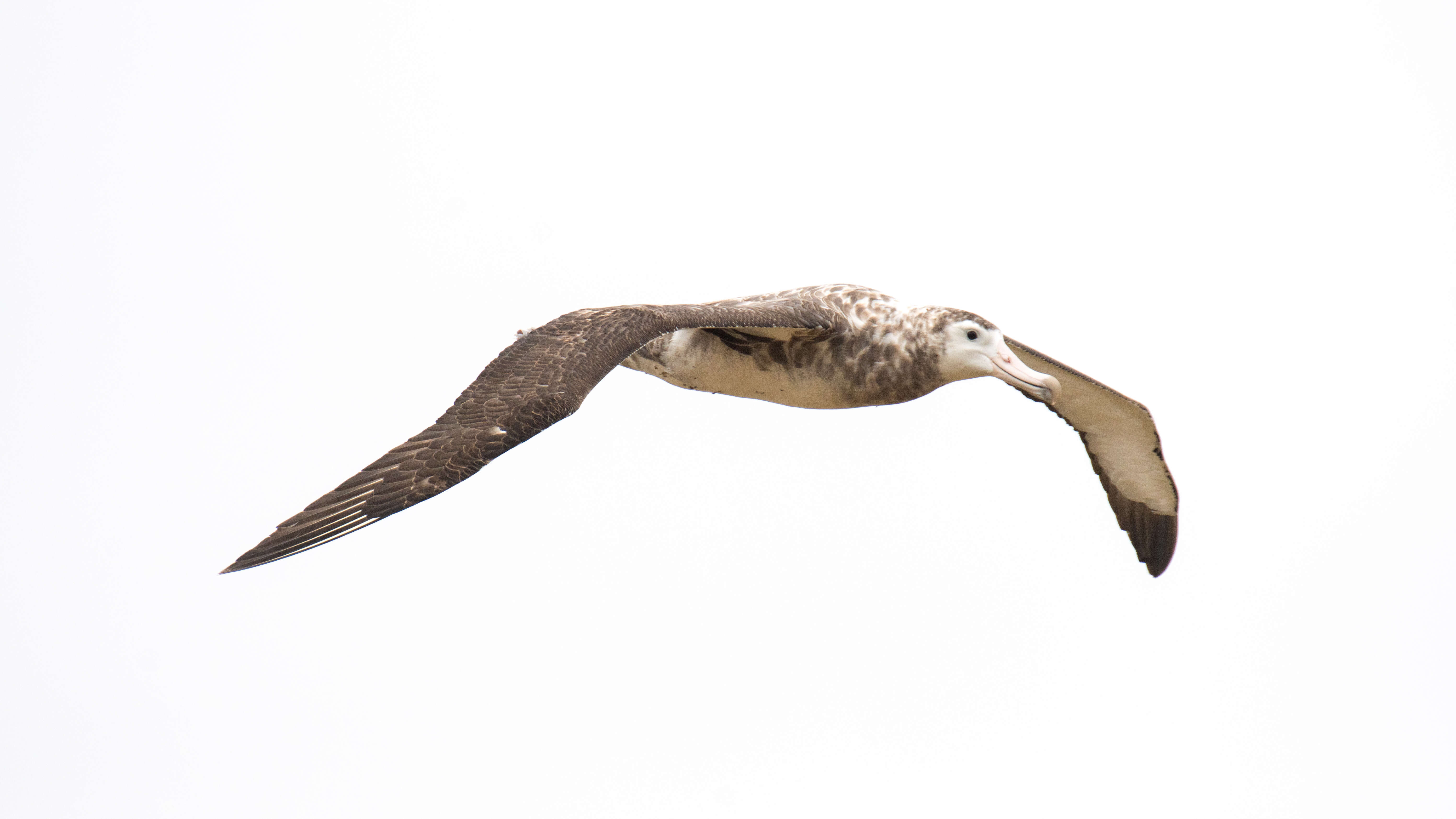 Image of Amsterdam Albatross