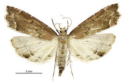 صورة Diplopseustis perieresalis Walker 1859