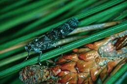 Image of Red Pine Shoot Moth