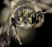 Image of Bee