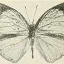 Image of Epitola iturina Joicey & Talbot 1921