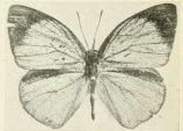Imagem de Epitola iturina Joicey & Talbot 1921