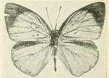 Image of Epitola iturina Joicey & Talbot 1921