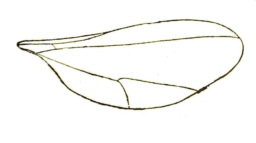Image of Rabdophaga dubiosa (Kieffer 1913)