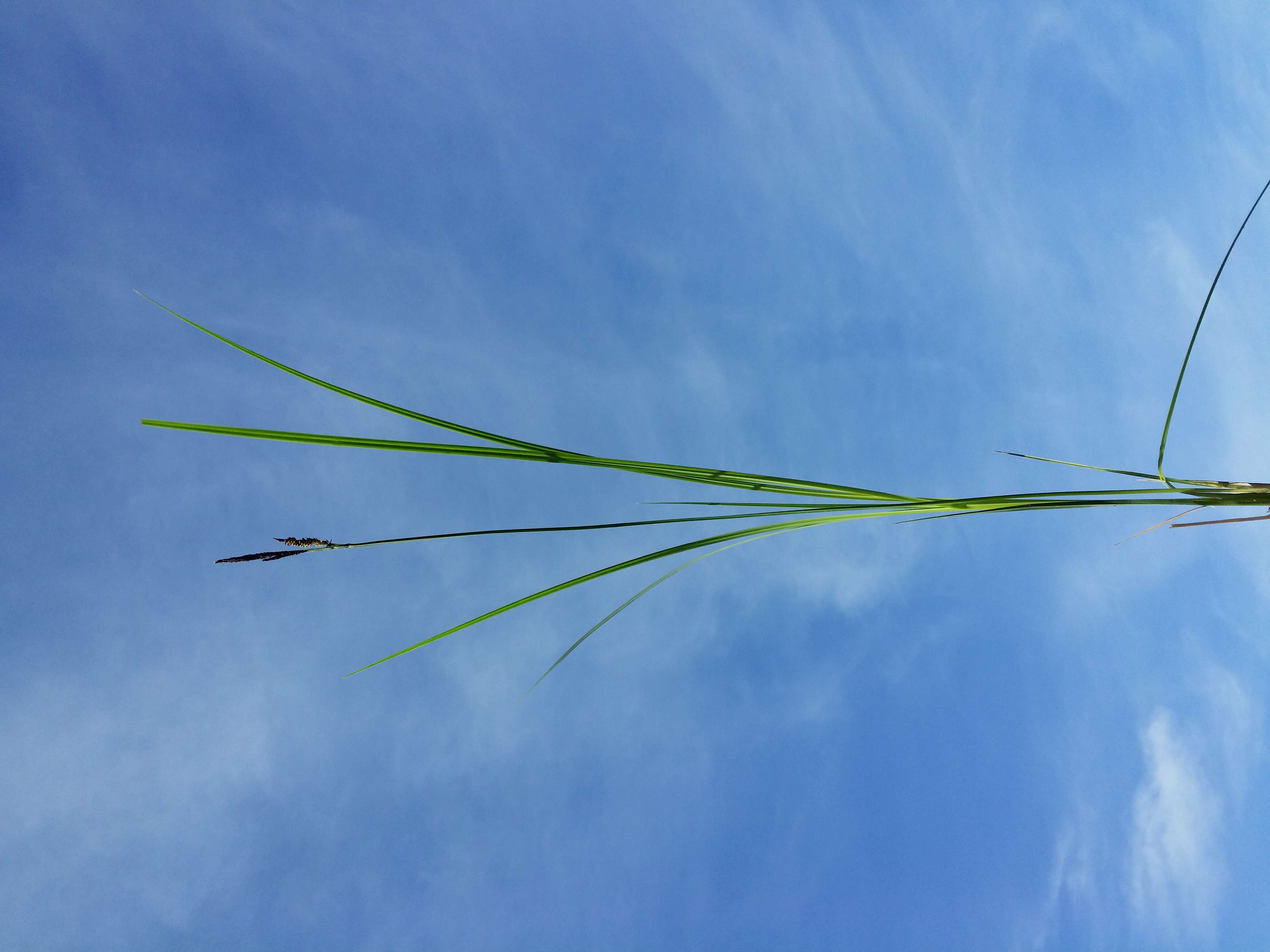 Image of Tufted Sedge