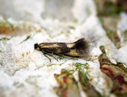 Image of Daisy Bent-wing