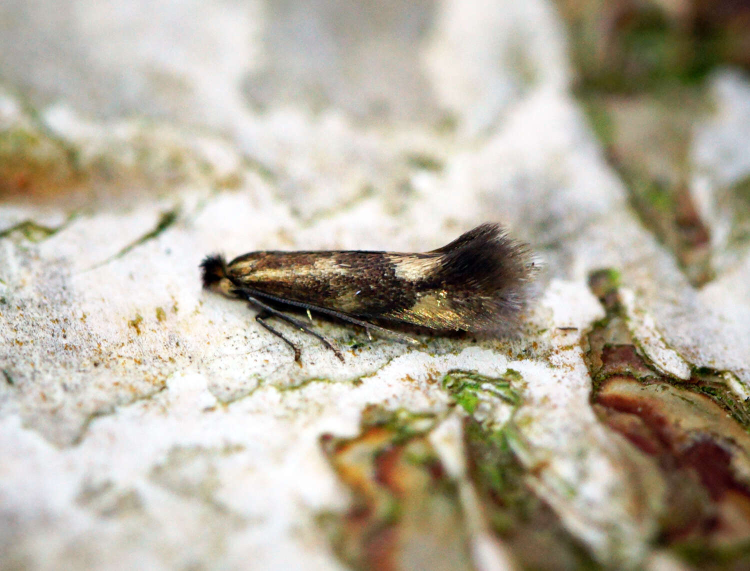 Image of Daisy Bent-wing