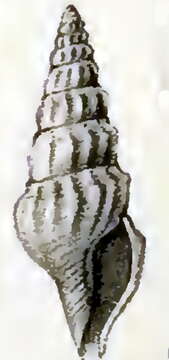 Image of Drillia athyrma