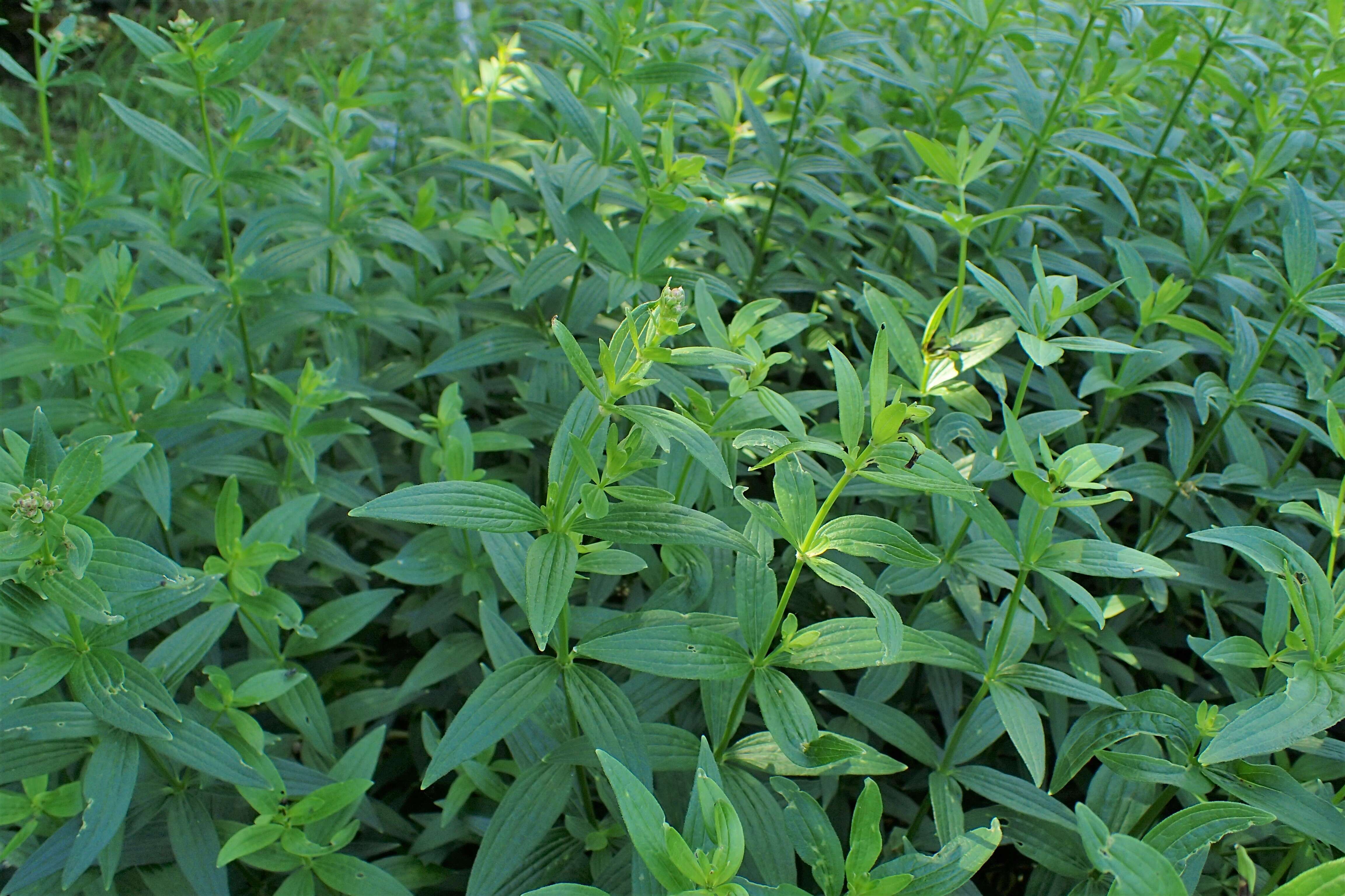 Plancia ëd Galium rubioides L.