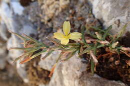 Image de Lactuca alpestris (Gand.) Rech. fil.