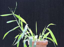 Image of Heller's Rosette Grass