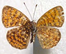 Antillea pelops Drury 1773 resmi