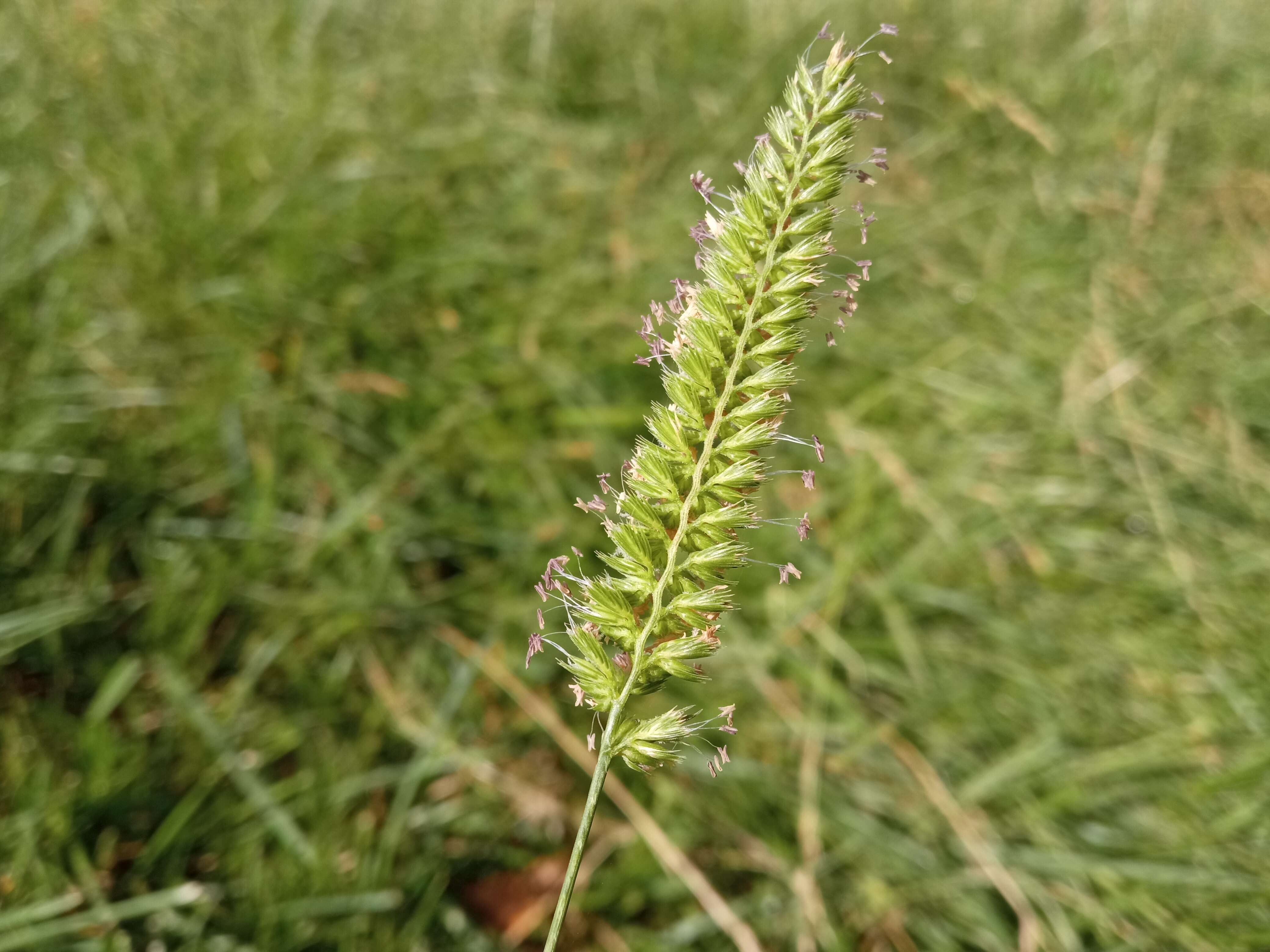 Cynosurus cristatus L. resmi