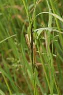 Image of Button Grass