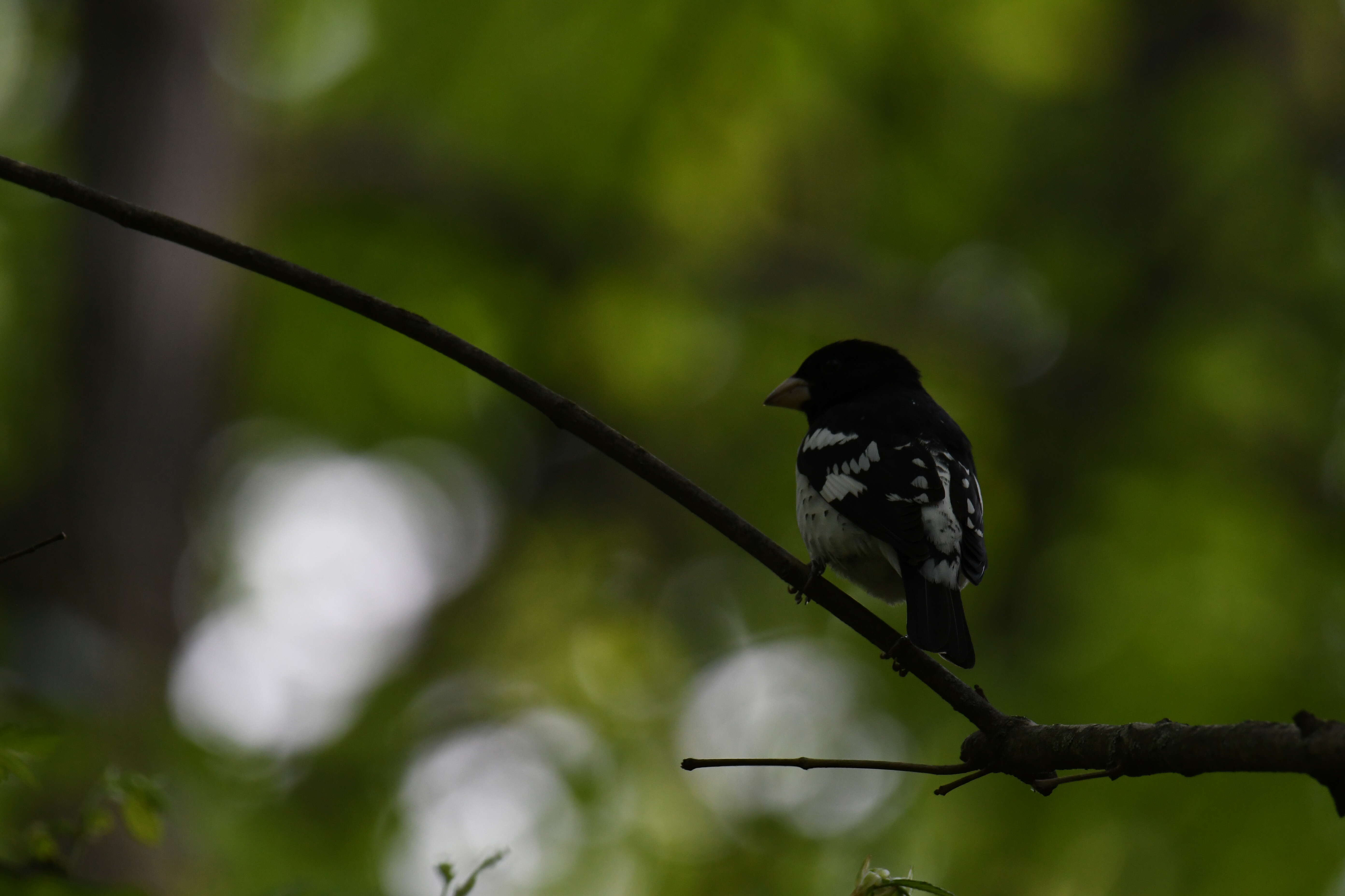 Image of Rose-breasted Grosbeak