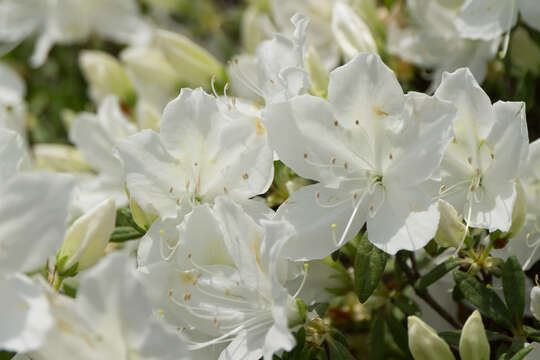 Image of Rhododendron mucronatum (Bl.) G. Don