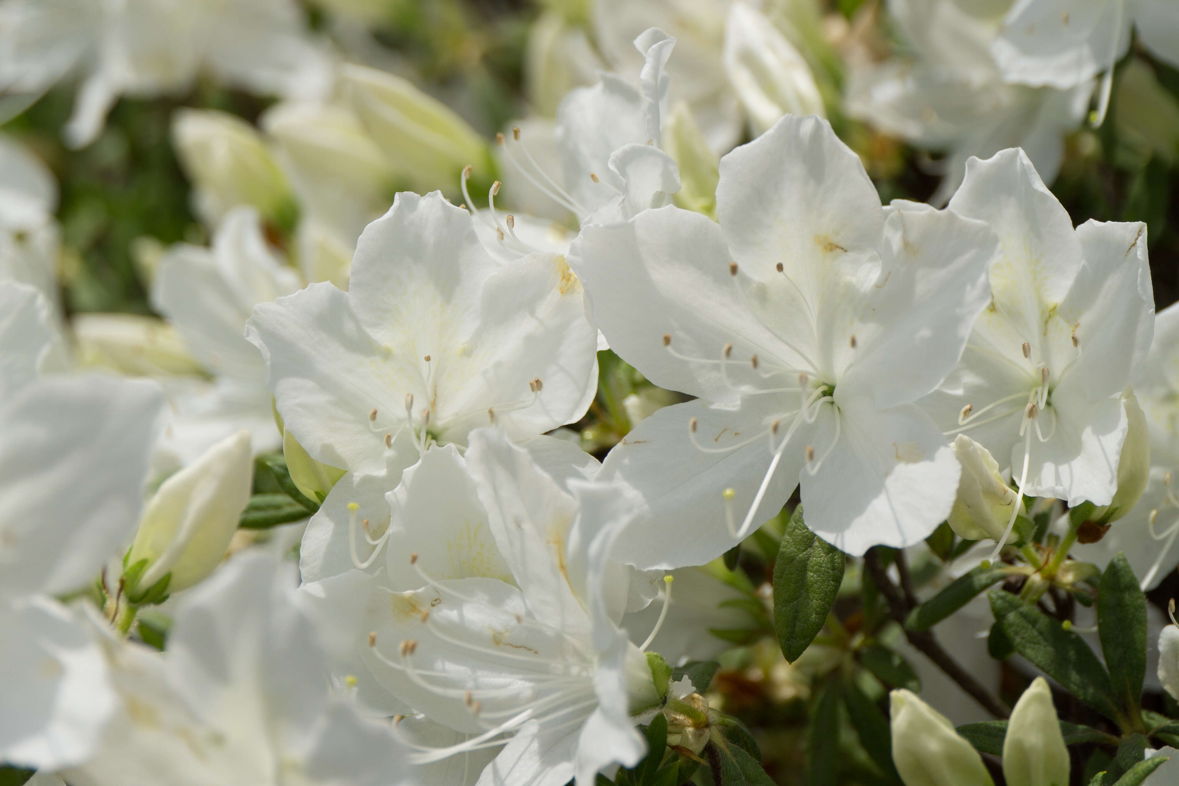 Imagem de Rhododendron mucronatum (Bl.) G. Don