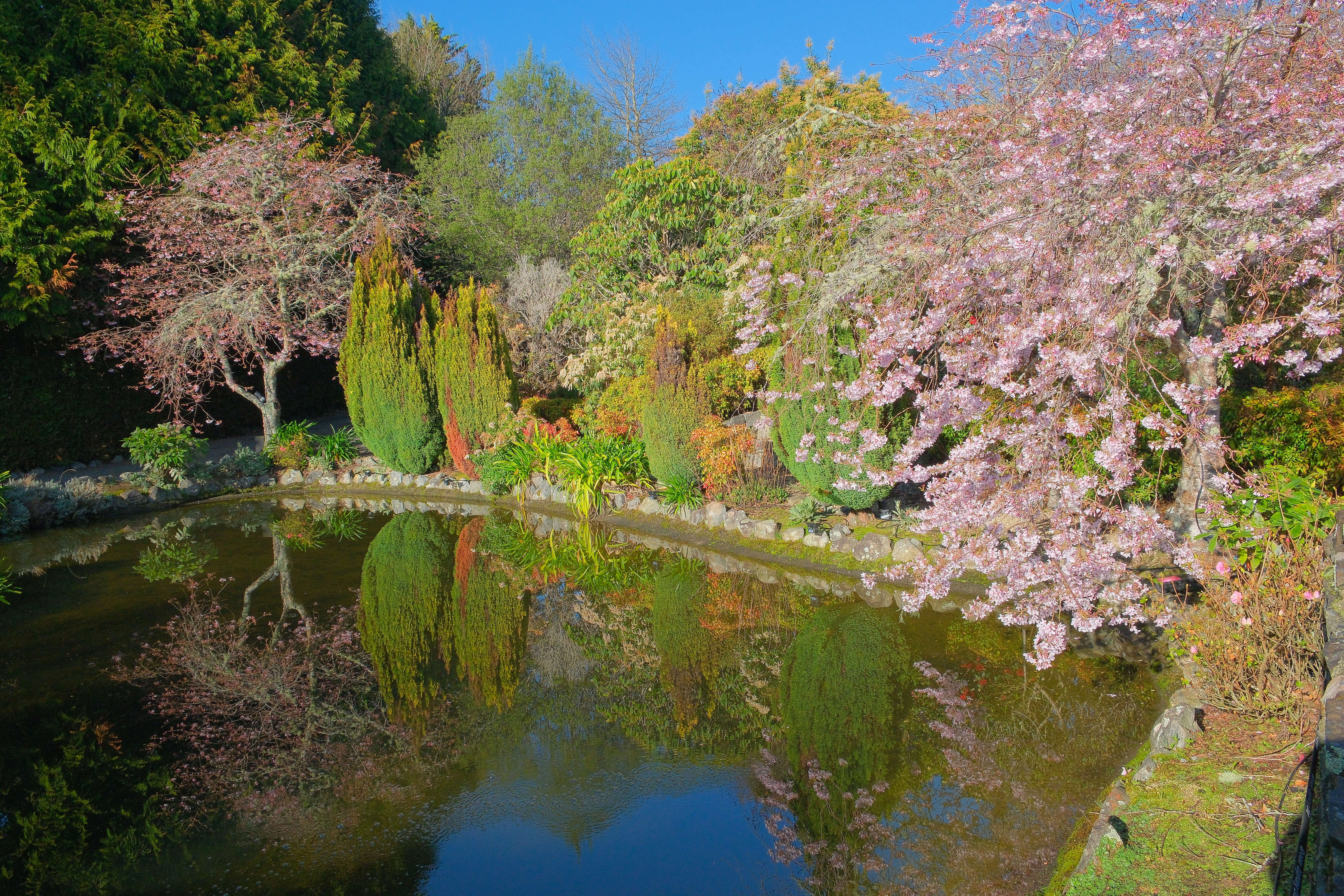 Imagem de Prunus yedoensis Matsum.