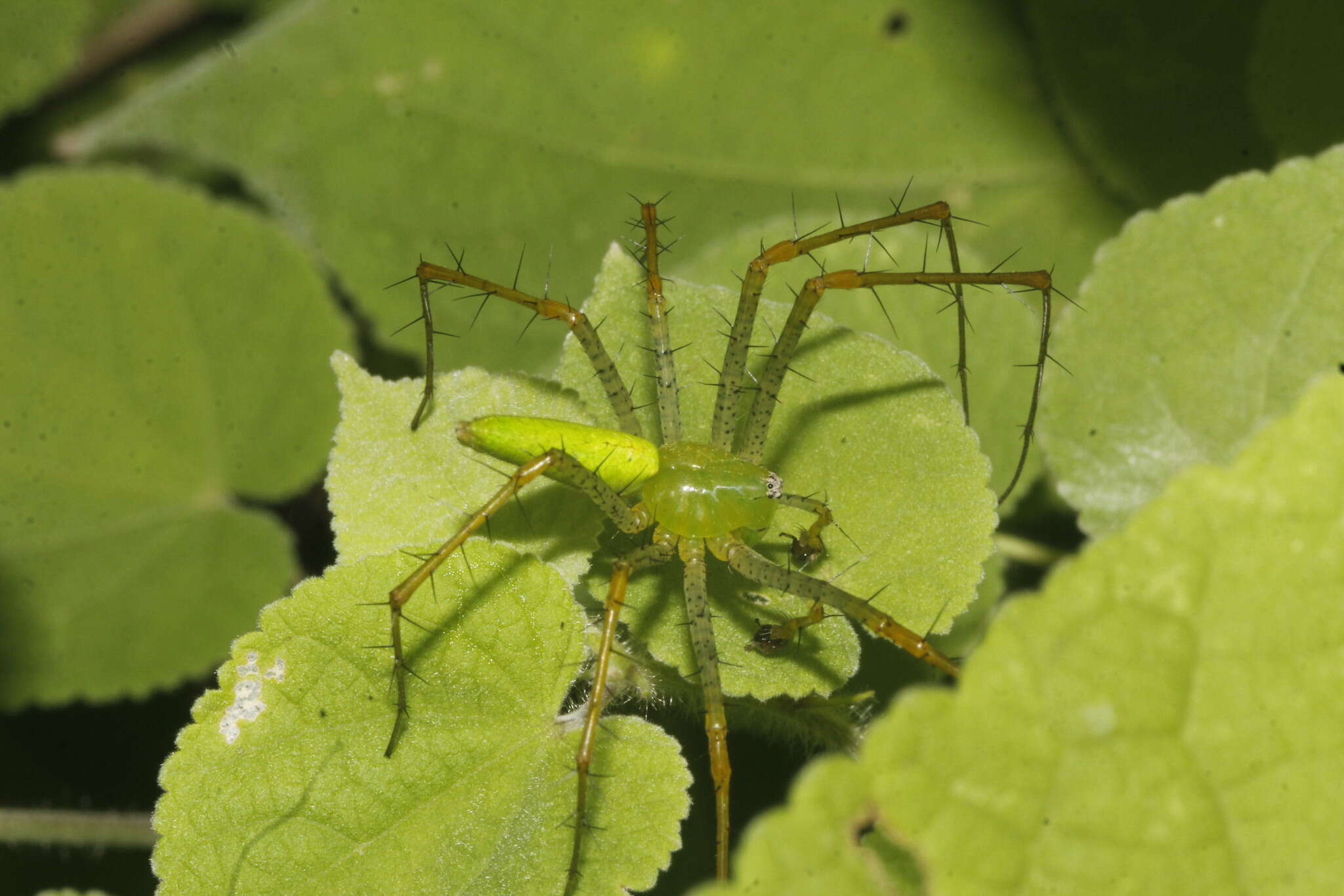 Image of Green Lynx