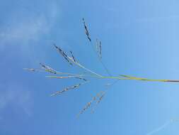 Image of fall panicgrass