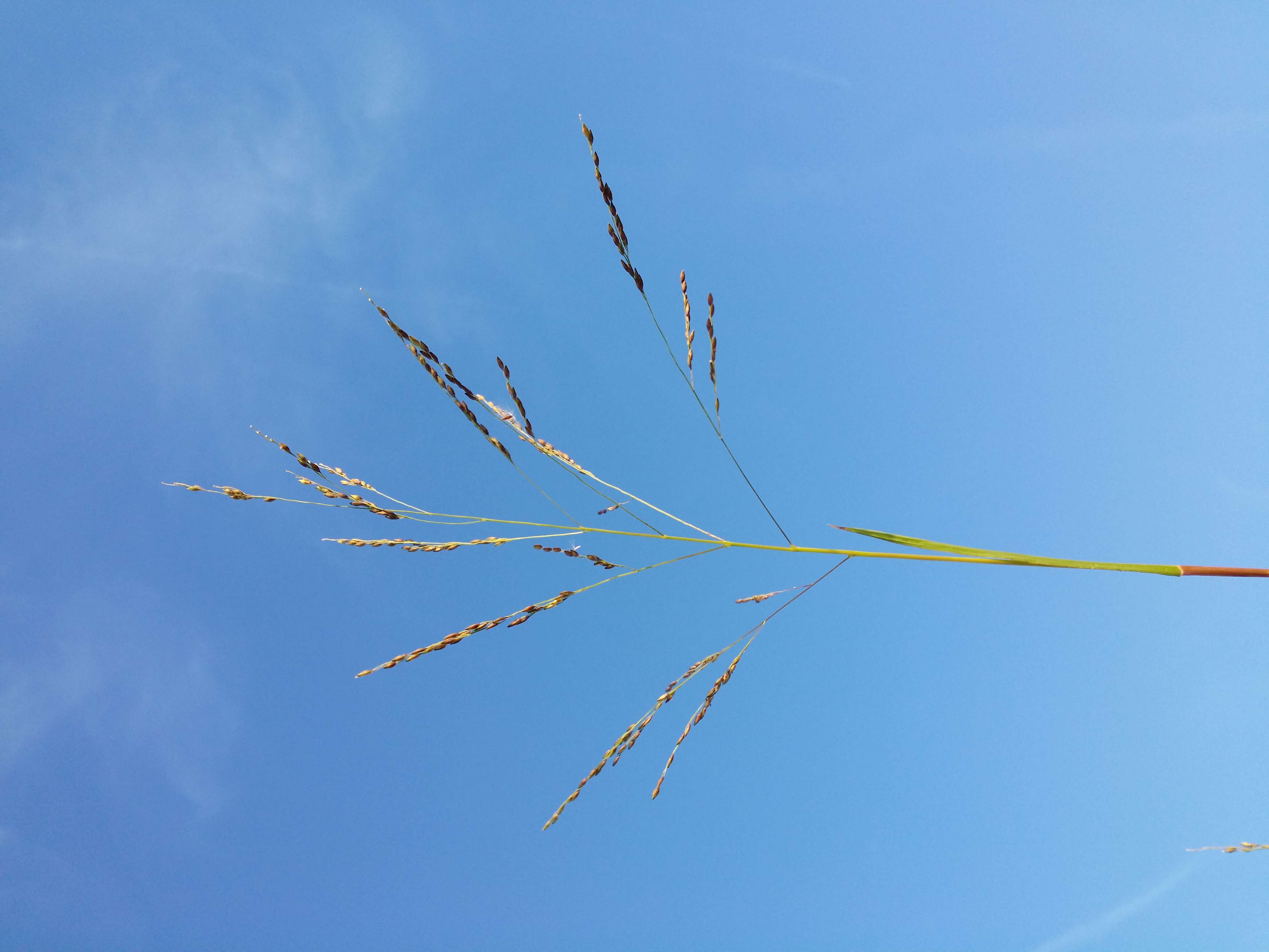 Panicum dichotomiflorum Michx. resmi