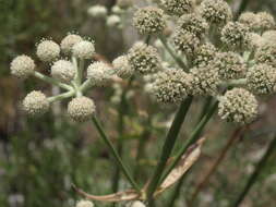 Image of Swamp Whiteheads