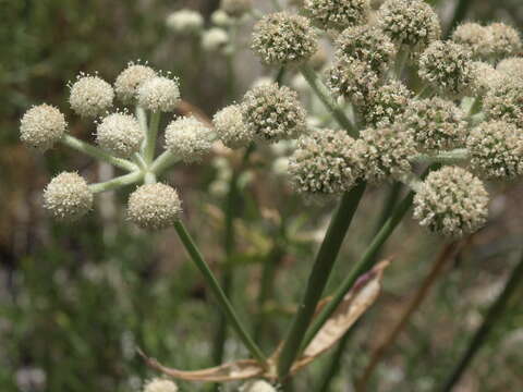 Image of Swamp Whiteheads