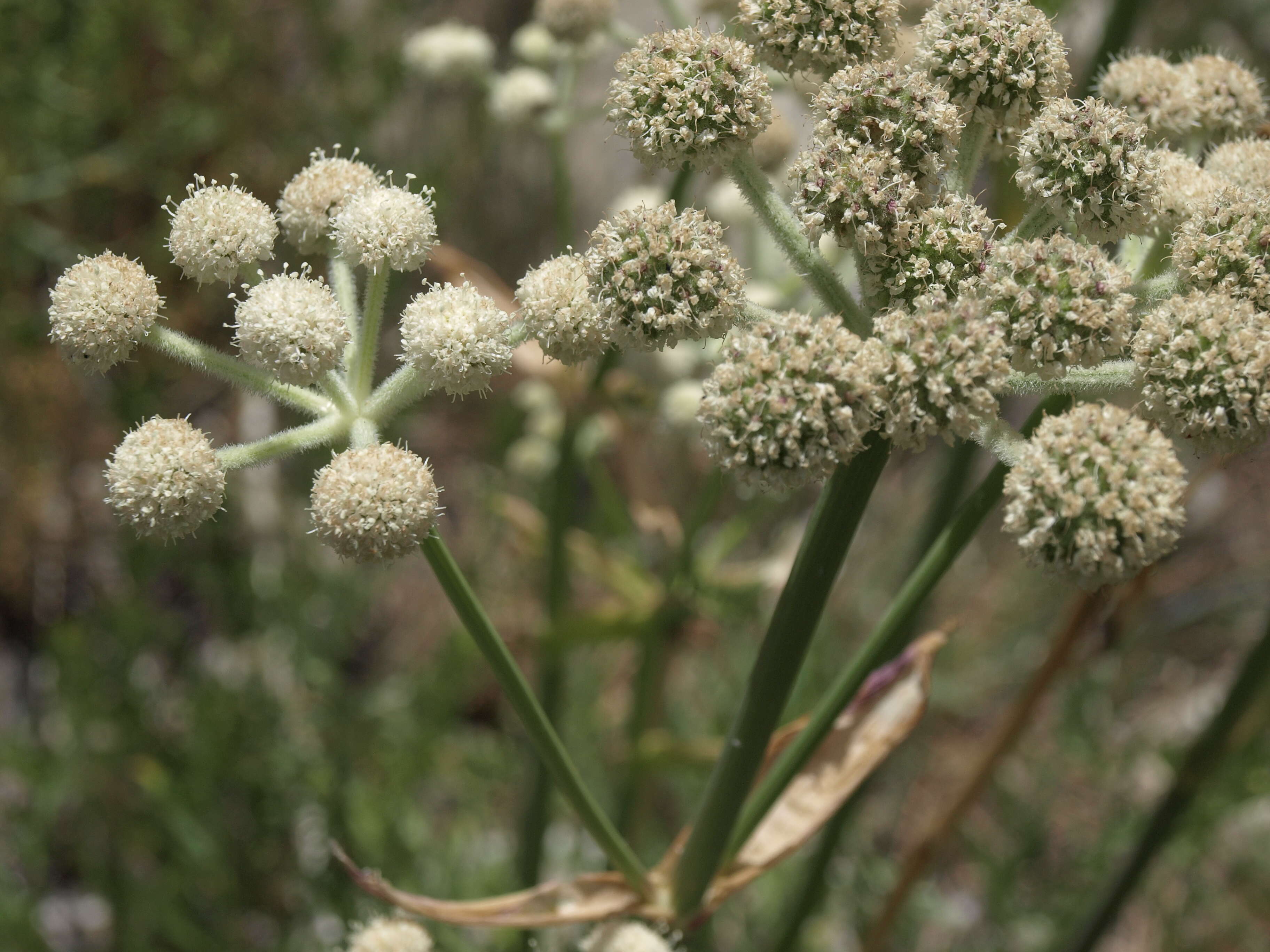 Image of Swamp Whiteheads