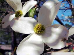 Image of flowering dogwood