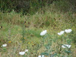 Image of Hawaiian prickly poppy