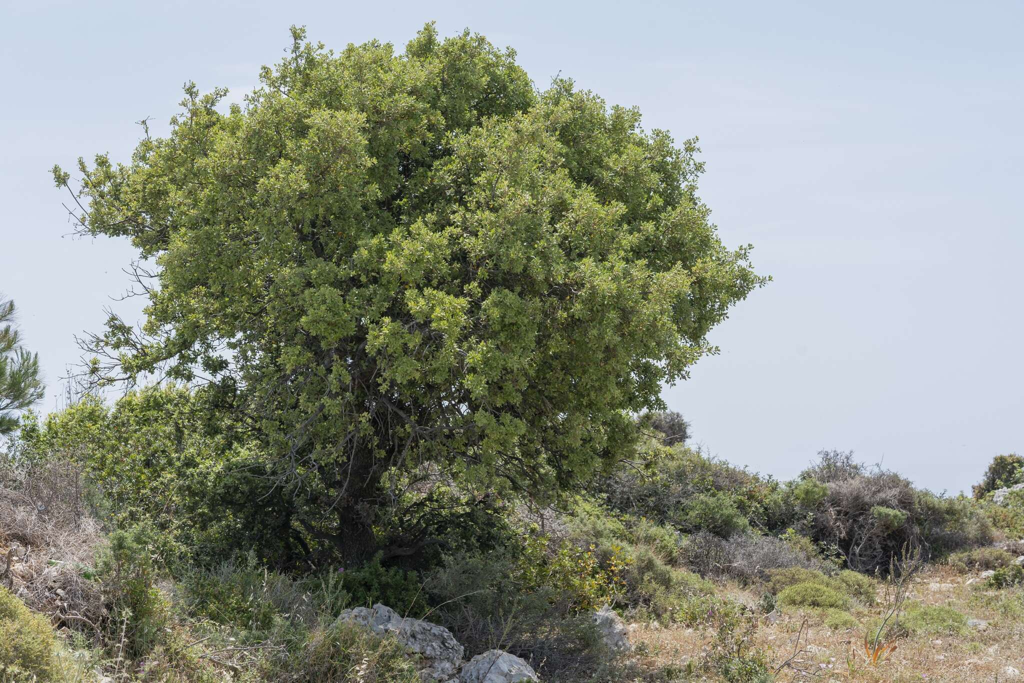 Image of Boz-Pirnal Oak